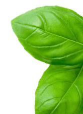 Shape Image